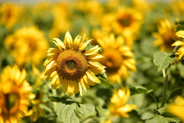 Comment organiser un séjour en Écosse avec des visites de sites historiques et des cours de danse écossaise?